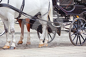 Horse-drawn carriages in the city of Vienna