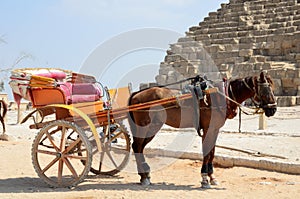 Horse drawn carriages in Giza