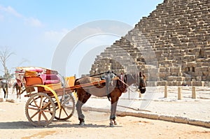 Horse drawn carriages in Giza