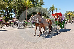 Horse-drawn carriages in Marrakech, Morocco