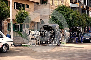Horse-drawn carriages on the roadside in Aswan