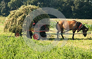 Horse drawn cart with hay