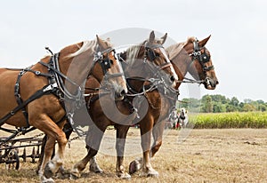 Horse-drawn farming demonstrations photo