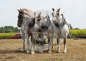 Horse-drawn farming demonstrations