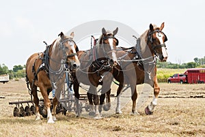 Horse-drawn farming demonstrations photo