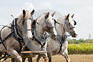 Horse-drawn farming demonstrations photo