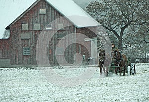 Horse drawn farm manure spreader during winter snow squall