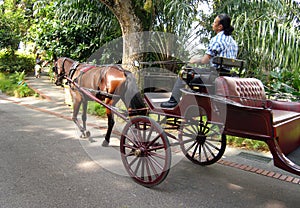 Horse drawn Open Carriage