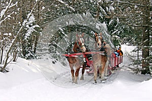 Horse drawn sleigh in winter snow by Belgian Draft Horses