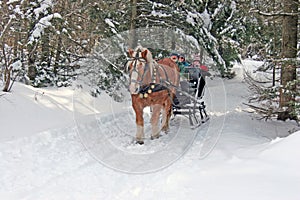 Horse drawn sleigh in Vermont winter snow