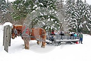 Horse drawn sleigh