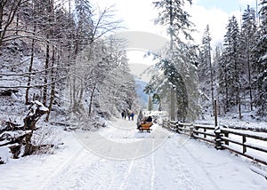 horse-drawn sleigh on a snow-covered road in KoÅ›cieliska Valley, Tatra Mountains