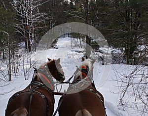 Horse-drawn sleigh on winter trail by Peter J. Restivo