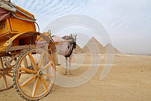 Horse-drawn vehicle near pyramids on Giza plateau, Cairo, Egypt