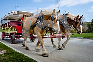 Horse-drawn vintage carriage provides transportation for guests of the Grand Hotel