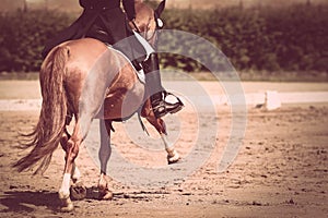 Horse on the dressage field in the trot