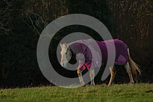 Horse dressed in pink, wandering across his field