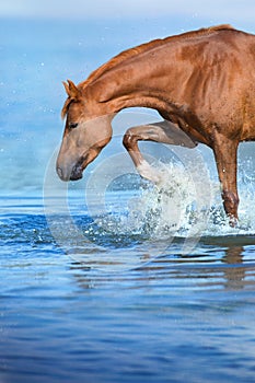 Horse drink in river