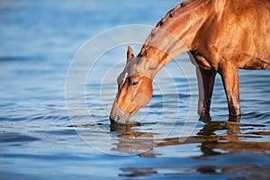 Horse drink water