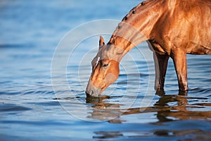 Horse drink water photo