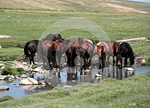 Horse drinking