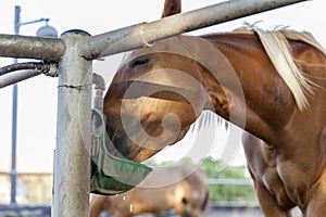 Horse drinking in farm inclosure closeup horse on background