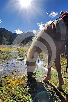 Horse drinking in High Altitude photo
