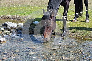 Horse drinking. Kyrgyzstan