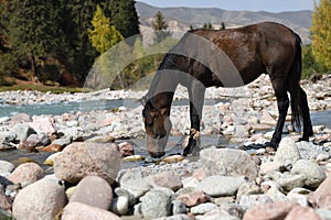 Horse drinking. Kyrgyzstan