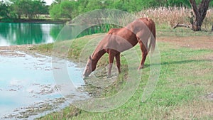 Horse drinking from a pond in the field