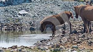 Horse drinking in a pond photo