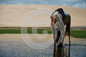 Horse drinking in a pond. Jericoacoara, Brazil