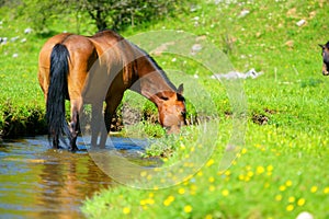 Horse drinking from pond