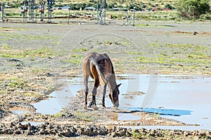 Horse drinking toxic water from tailings dam burst, Jagersfontein