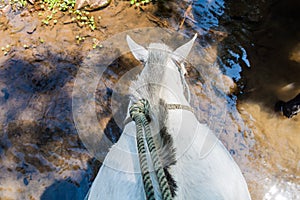 Horse drinking water from a puddle as viewed from his back. Road in Protected Area Miraflor, Nicarag