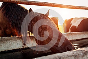 Horse drinking water in stable. Farming in countryside