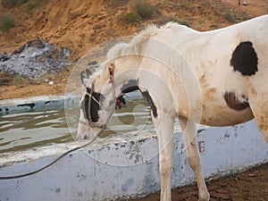 Horse drinking water, tied by rope in indian village rural area