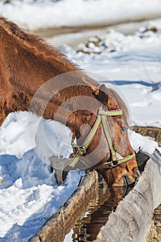 Horse drinking water from a trough on a cold winter day photo