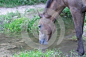 Horse drinks water in river. Beautiful equus caballus quenches his thirst.