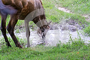Horse drinks water in river. Beautiful equus caballus quenches his thirst.