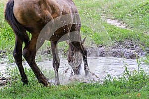 Horse drinks water in river. Beautiful equus caballus quenches his thirst.