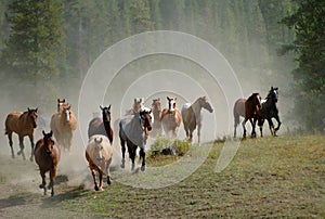 Un caballo conducir 2 