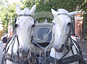 Horse-driven carriage