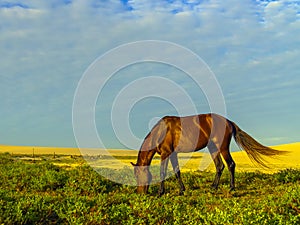 Horse on the dune