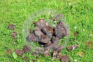 Horse dung or manure.