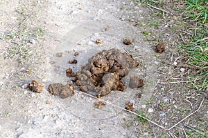 Horse dung or manure which has been left on a path