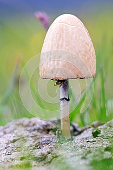 Horse dung mushroom