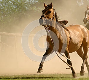Un cavallo polvere 