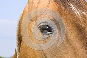horse'e eye