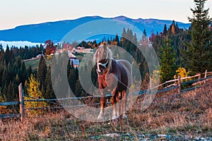 Horse and early morning autumn Carpathian mountain village, Ukraine.